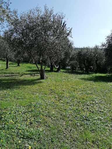 Studio Au Milieu D Une Oliveraie Le Mas De La Huppe Tourrettes-sur-Loup Esterno foto