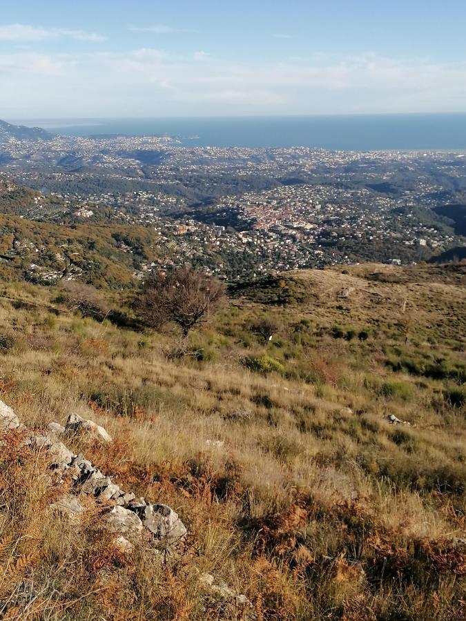 Studio Au Milieu D Une Oliveraie Le Mas De La Huppe Tourrettes-sur-Loup Esterno foto